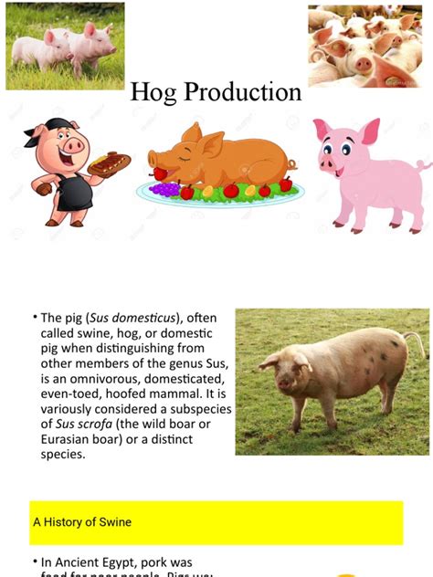 Swine Production | PDF | Pig | Wild Boar