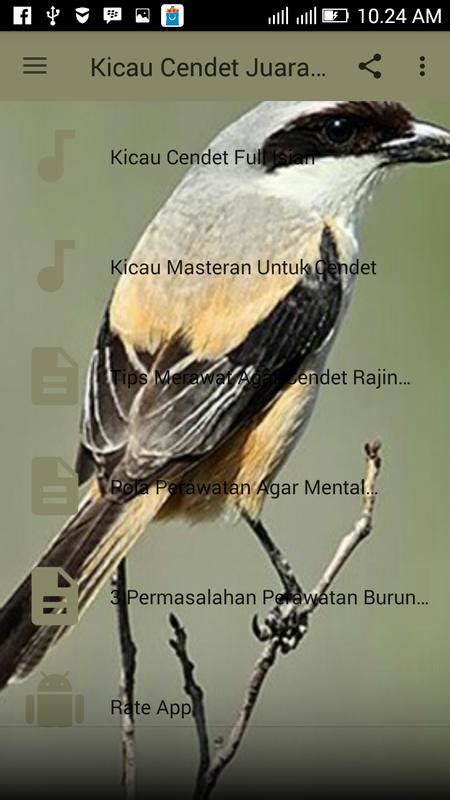 Download Suara Burung Cendet Juara 1 Stand - fasrthin