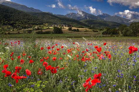 Dove ammirare in Italia le più belle fioriture di primavera TEMPO