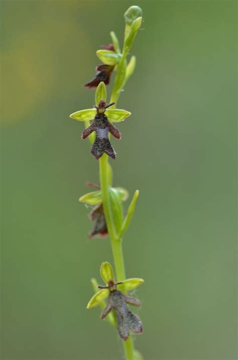 Pin de Ignace De Vloed em Des orchidées sauvages d Europe European