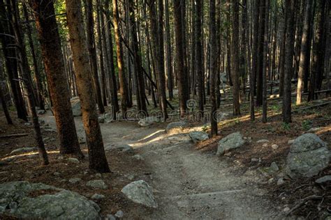 Dirt Trail Snakes Through Trees Descending From Bierstadt Lake Stock