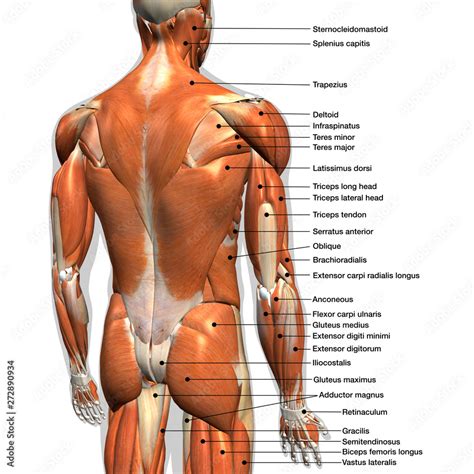 Photo & Art Print Labeled Anatomy Chart of Male Back Muscles on White ...