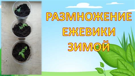 Как вырастить саженцы ежевики зимой. Саженцы ежевики Небеса могут ...