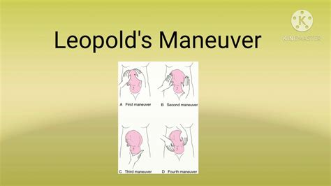 Fundal Height Measurement Leopold S Maneuver And Ausculatation Of