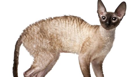 Cornish Rex Prix De Ce Chat Comportement And Caractère Santé