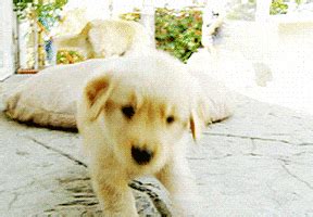 Playful Puppy GIFs - Find & Share on GIPHY