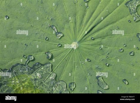 Water Drop On Lotus Leaf Stock Photo Alamy