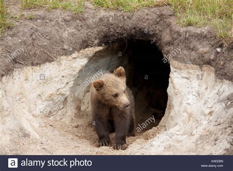 Grizzly Bear Den Stock Photos And Grizzly Bear Den Stock Images Alamy