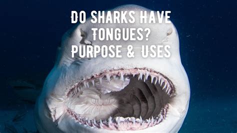Do Sharks Have Tongues? Purpose and Uses - Shark Truth