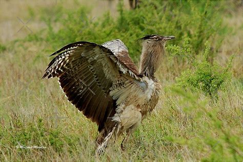 "YES, I AM THE LARGEST FLYING BIRD! ~KORI BUSTARD – Ardeotis kori ...