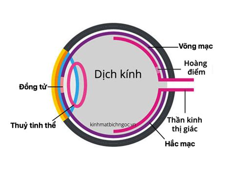 Cấu Tạo Và Chức Năng Của Mắt Vị Trí Của Mắt