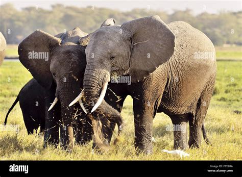 Elefantes Africanos Comiendo Fotografías E Imágenes De Alta Resolución