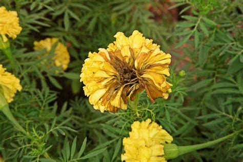 How to Identify and Control 9 Marigold Diseases | Gardener's Path