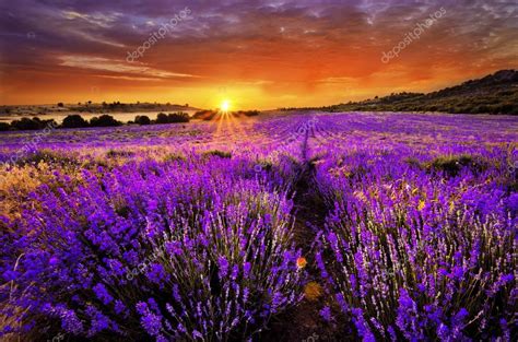 Beautiful Landscape Of Lavender Field With Setting Sun And Orange Sky