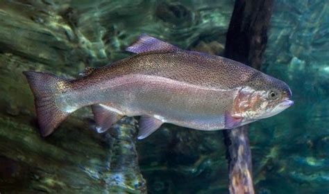 Rainbow trout | Freshwater, Spawning, Habitat | Britannica