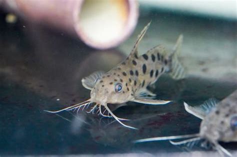 Synodontis Ocellifer Dans Fish