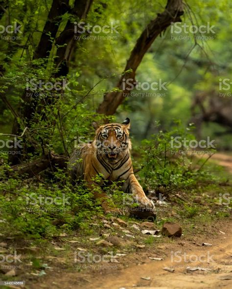 Ranthambore Wild Male Bengal Tiger Or Panthera Tigris Tigris Charging Or Attacking Behavior In