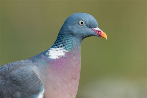 Common Wood Pigeon Columba Palumbus Oxford Uk Wood Pigeon