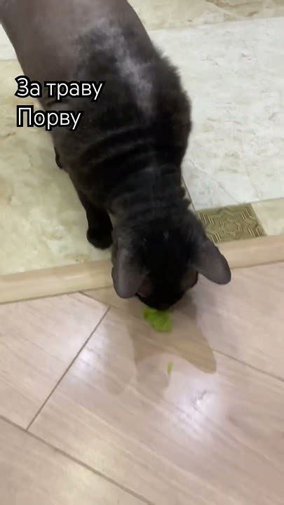 Мама может хватит диеты.#конура #cat #маус - YouTube