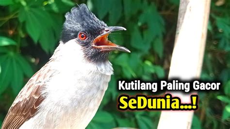 Suara KUTILANG GACOR 2023 Masteran Terbaik Full Isian Alami YouTube