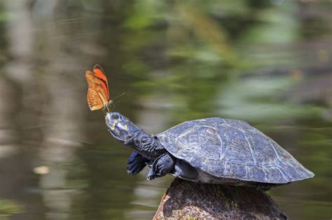 10 Datos Curiosos De Las Mariposas Que Realmente Te Sorprenderán La