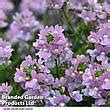 Nemesia Most Scented Melody Pink Suttons