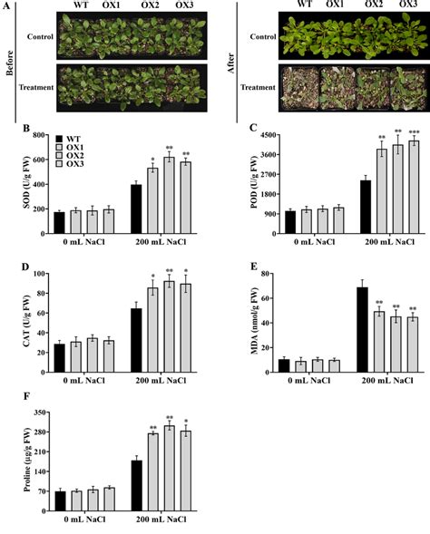 Salt Tolerance Assays Of Overexpressing Famyb In Arabidopsis A