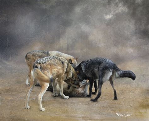 The Wolves In Play Terry Spears Shifters