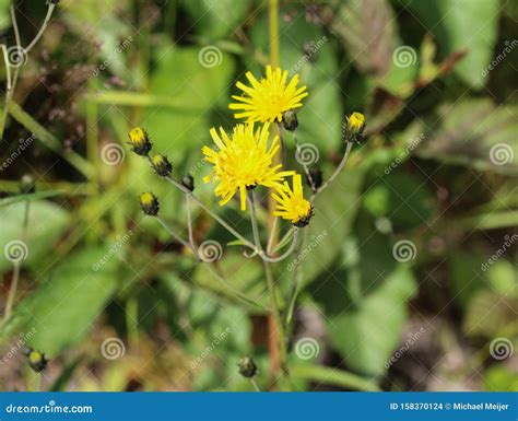 Hieracium Canadense Commonly Called Canadian Hawkweed Narrowleaf