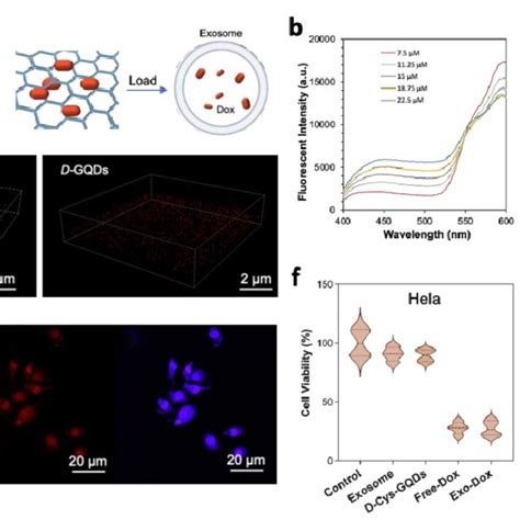 Sirna Exosomes Loaded By D Cys Gqds For Gene Therapy A Confocal