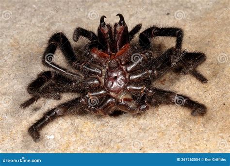 Sydney Funnel Web Spider stock photo. Image of sydney - 267263554