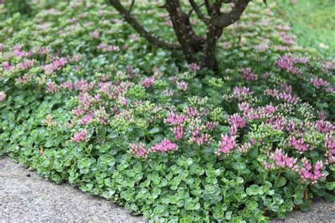 John Creech Stonecrop Monrovia John Creech Stonecrop Sedum