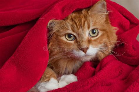 Ginger Cat Hiding In Blanket Stock Photo Image Of Animal Comfortabel