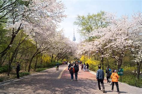 Paket Tour Ke Korea Selatan Hari Mei Musim Semi Spring