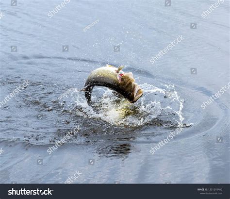 largemouth bass jumping  water stock photo  shutterstock