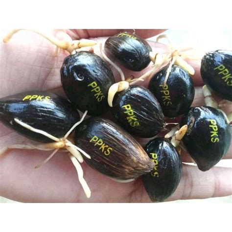 Jual Biji Bibit Benih Polong Kecambah Kelapa Sawit Ppks Asli Medan