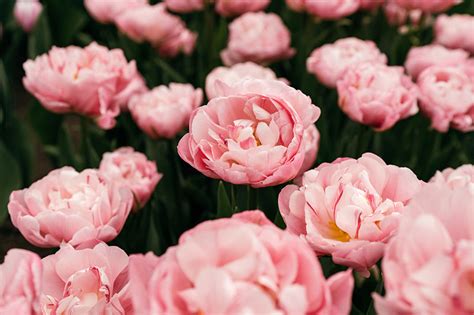 How to Grow Peony Tulips in Your Garden | Gardener’s Path