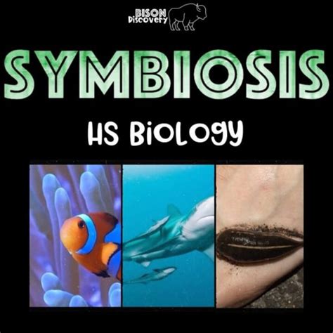 Symbiosis Bison Discovery Low Prep Biology Lesson