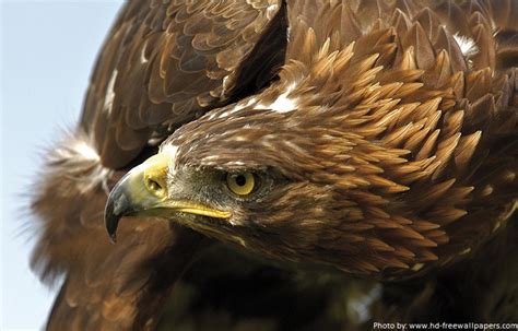 Interesting Facts About Golden Eagles Just Fun Facts