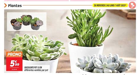 Promo Succulente Pot Cm Chez Netto Icatalogue Fr