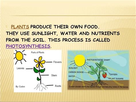 Life processes of animals and plants