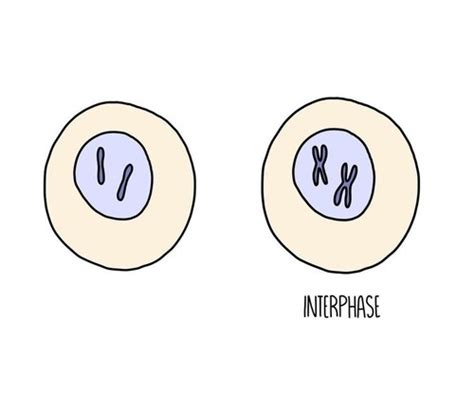 Cell Cycle Mitosis And Binary Fission Flashcards Quizlet