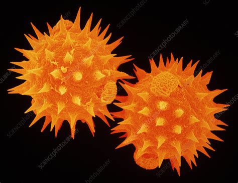 Sem Of Pollen From Daisy Stock Image B Science Photo Library