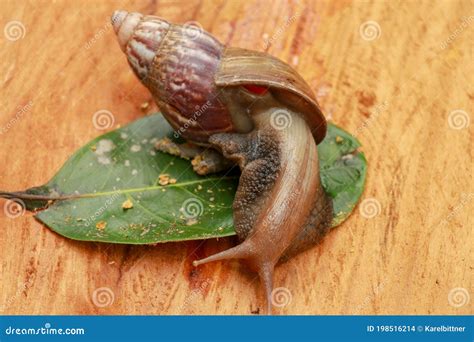 Giant African Land Snail Achatina Fulica Large Land Snail In