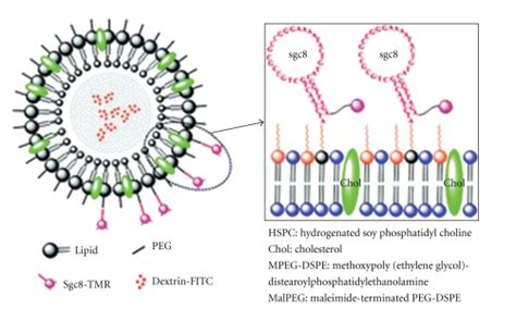 A Schematic Representation Of A Collagen Based Liposome Source Kang