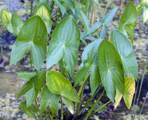 Arrowhead Plant Care How To Grow And Care For Arrowhead Plants