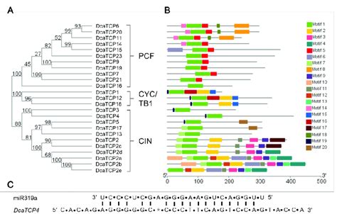 Genomic Structure And Motif Composition Of D Catenatum Tcps A