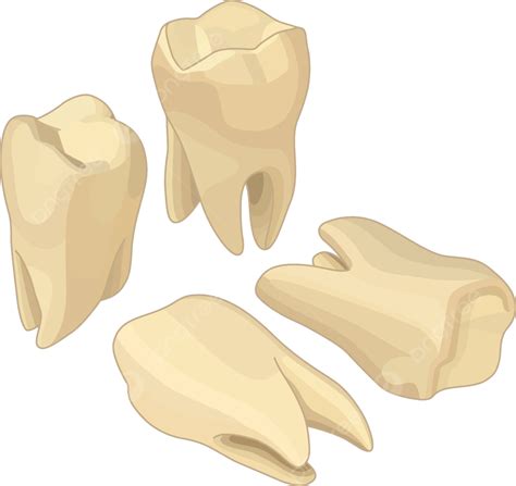 Human Teeth Isometric Flat Vector Dentistry Hygiene Dentition Vector Dentistry Hygiene