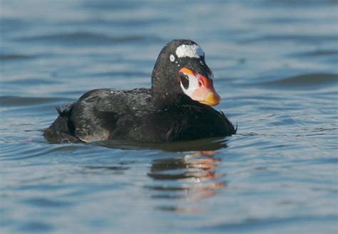 SurfScoterp