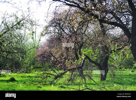 Apple Blossom In An Old Orchard Mole Hill Stock Photo Alamy